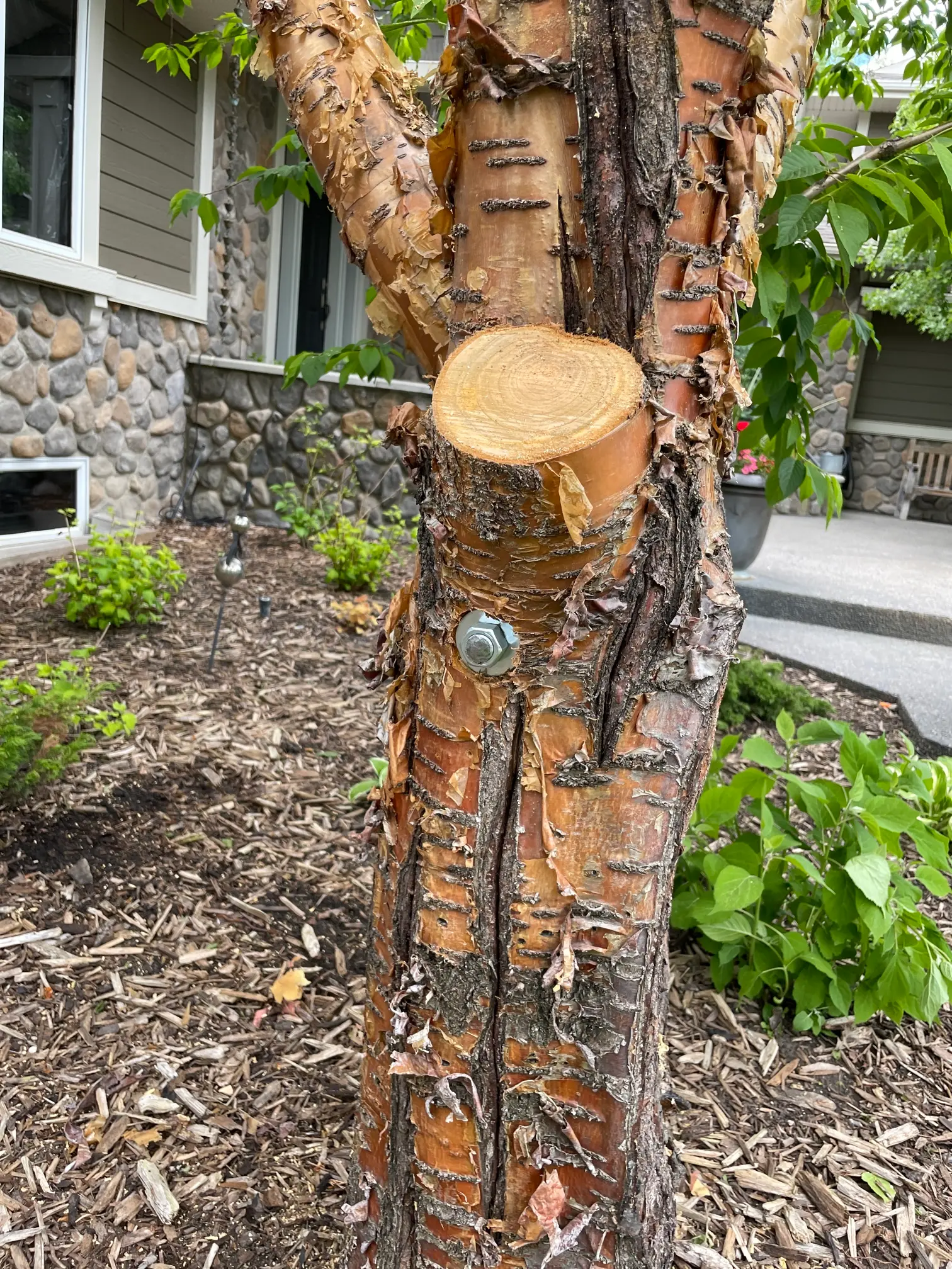 Professional arborist installing cable support in a tree