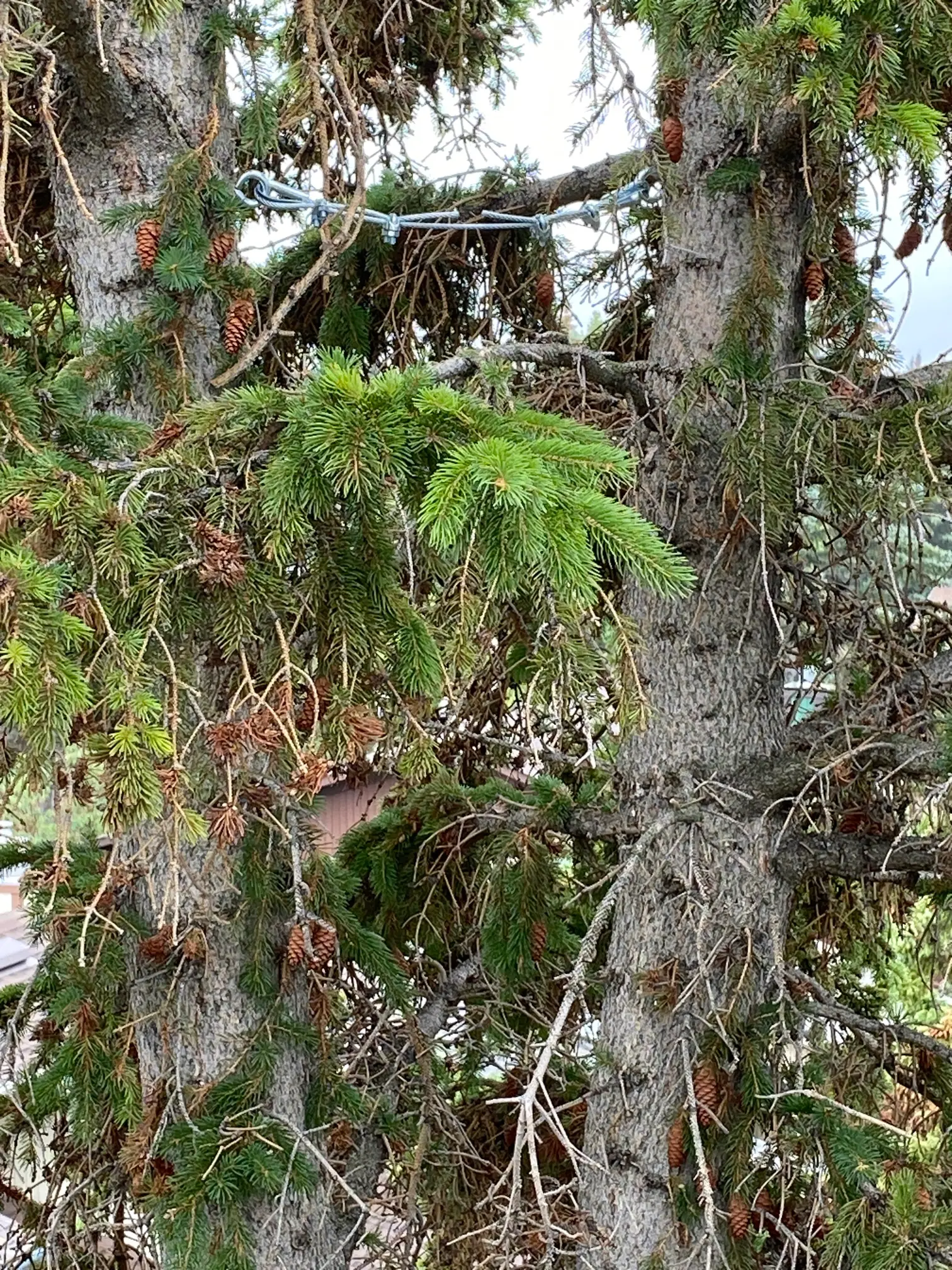 Tree with bolting and cabling support system installed