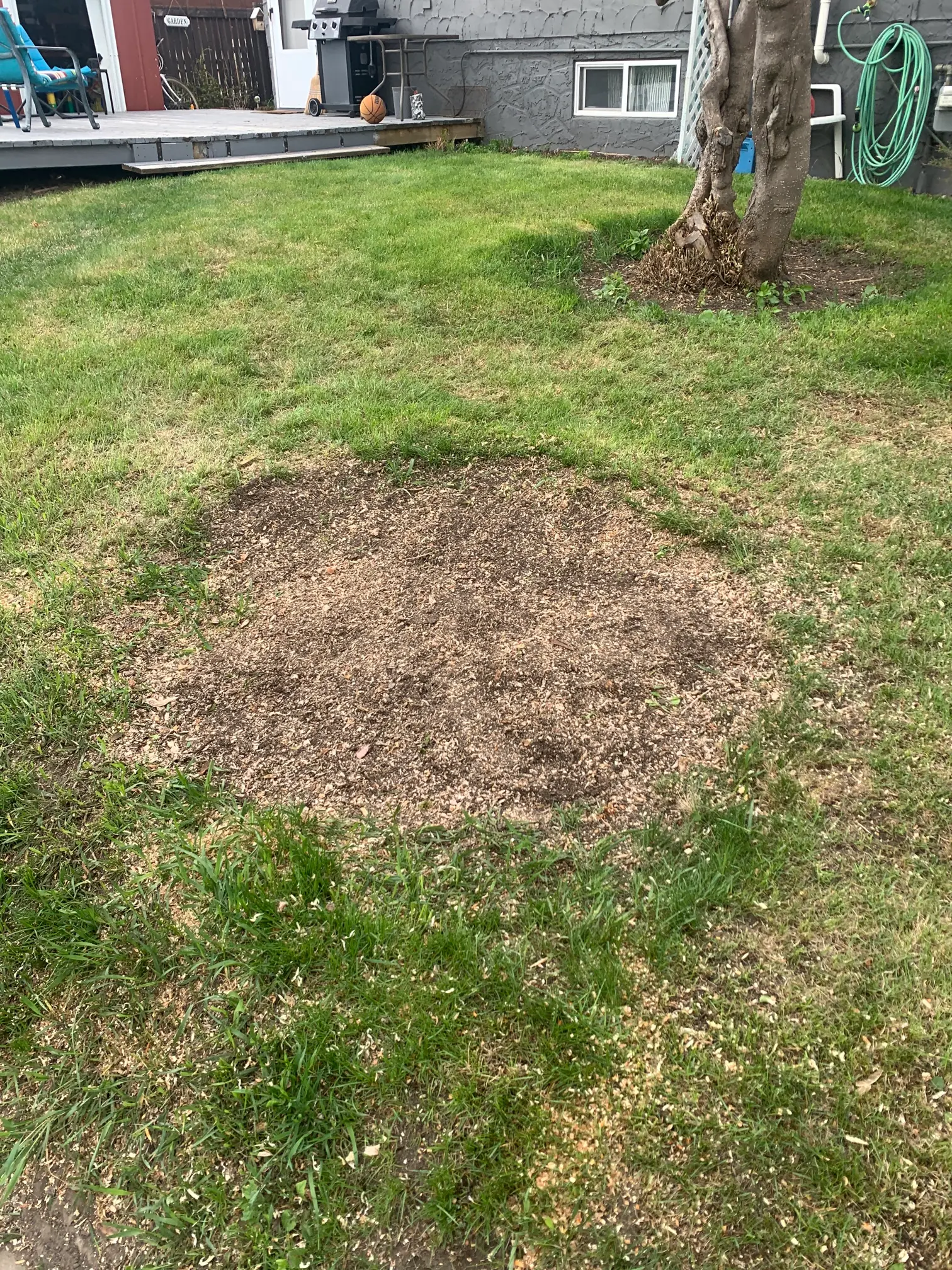 Completed stump grinding showing mulch where a tree stump was removed